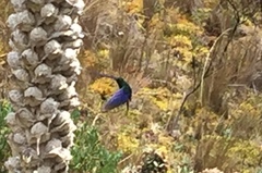 Pterophanes cyanopterus