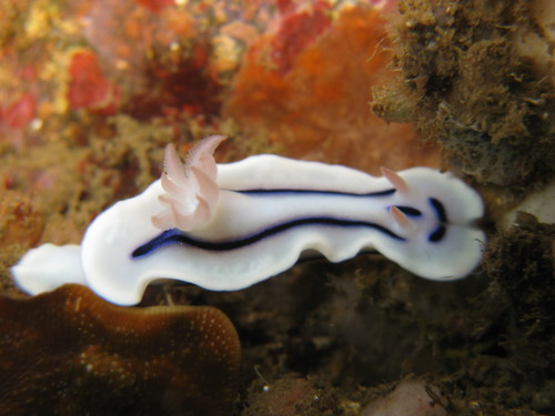Loch's Chromodoris