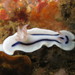 Loch's Chromodoris - Photo (c) Steve Childs, some rights reserved (CC BY)