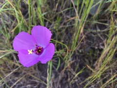Clarkia gracilis