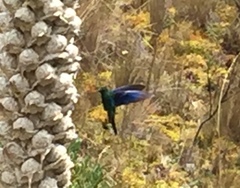 Pterophanes cyanopterus