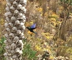 Pterophanes cyanopterus