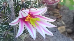 Mammillaria sheldonii