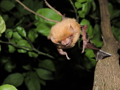 Lasiurus ega