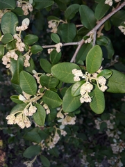 Spyridium globulosum