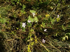 Geranium collinum