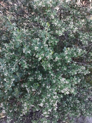 Spyridium globulosum