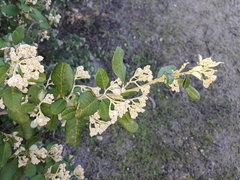 Spyridium globulosum