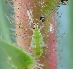 Engytatus modestus