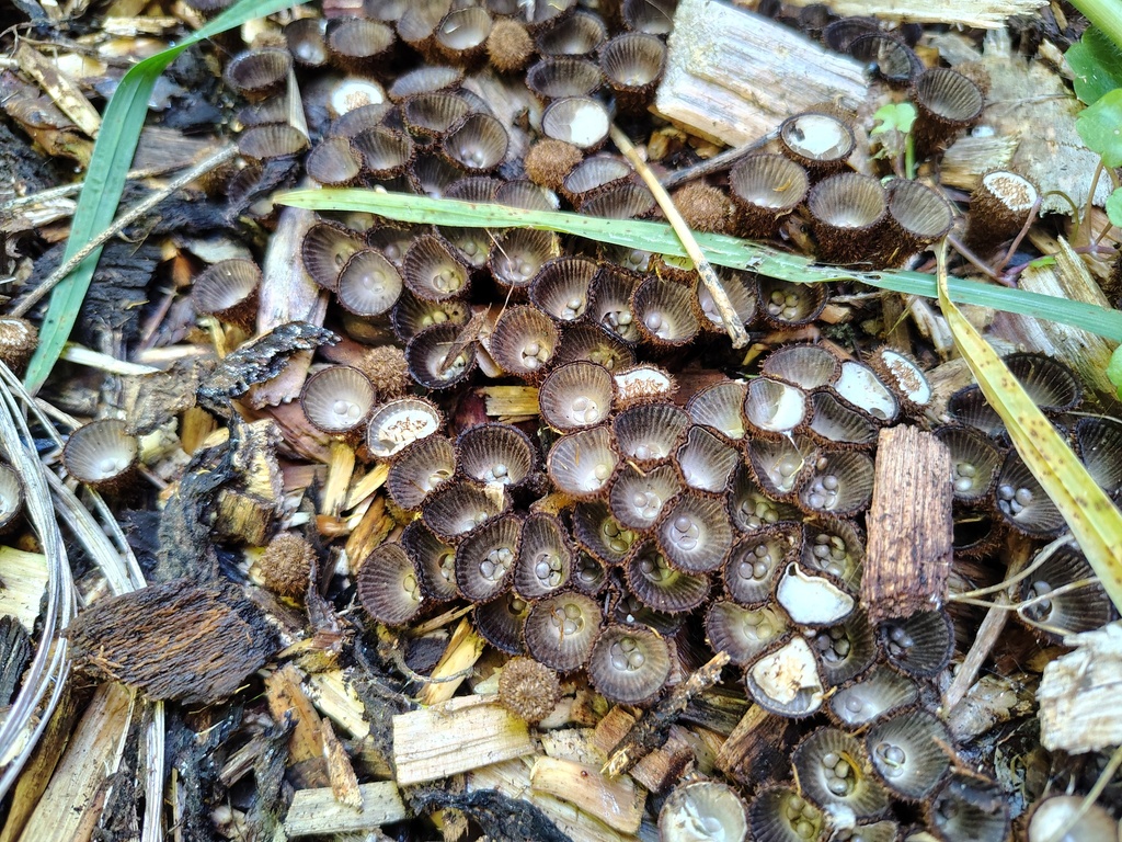 Cyathus striatus · April 2025 · photo: © kelvinperrie (iNaturalist, cc-by)