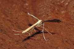 Stenoptilodes