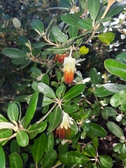Diplolaena dampieri