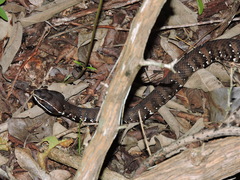 Agkistrodon russeolus