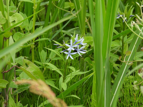 Amsonia elliptica