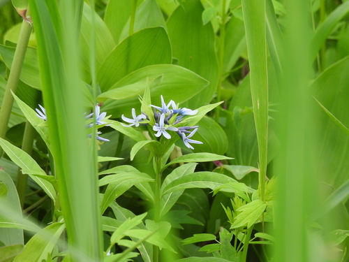 Amsonia elliptica, photograph 1