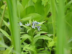 Amsonia elliptica, photograph author not stated, no rights reserved