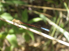 Oxyallagma dissidens