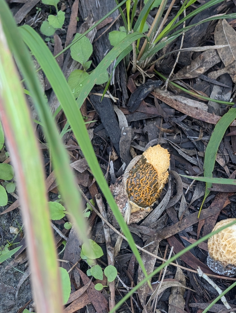 Phallus multicolor · April 2025 · photo: © lewispeach (iNaturalist, CC)