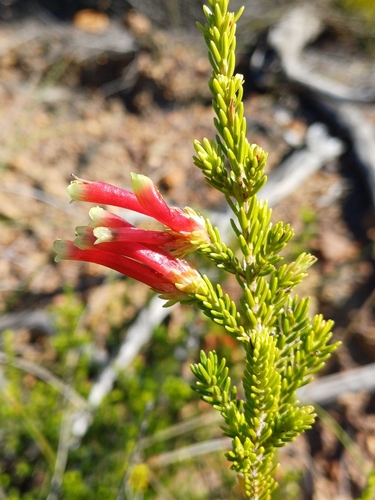 Image of Erica discolor by (c) Martjie Fia Fourie, some rights reserved (CC BY)
