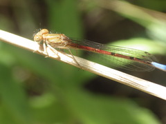 Oxyallagma dissidens