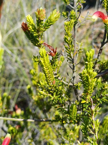 Image of Erica discolor by (c) Martjie Fia Fourie, some rights reserved (CC BY)