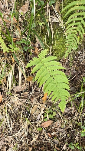 Aiton's buckler-Fern (Dryopteris aitoniana)