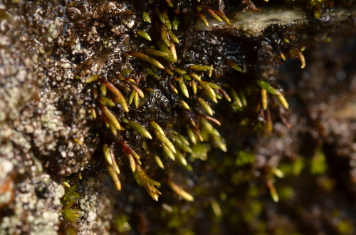 Anomobryum concinnatum observed 2025-04-18