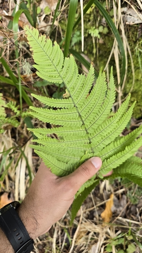 Image of Dryopteris aitoniana by (c) Mário de Pinto Balsemão, some rights reserved (CC BY)