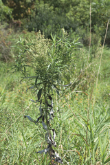 Artemisia serrata