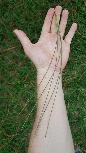 Image of Pinus devoniana by (c) Alan Rockefeller, some rights reserved (CC BY)