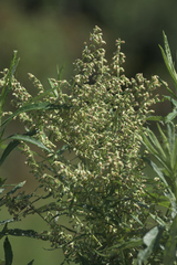 Artemisia serrata