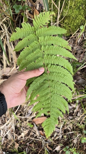Image of Dryopteris aitoniana by (c) Mário de Pinto Balsemão, some rights reserved (CC BY)