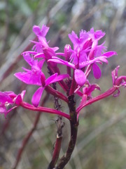 Epidendrum jamiesonis