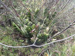 Epidendrum jamiesonis