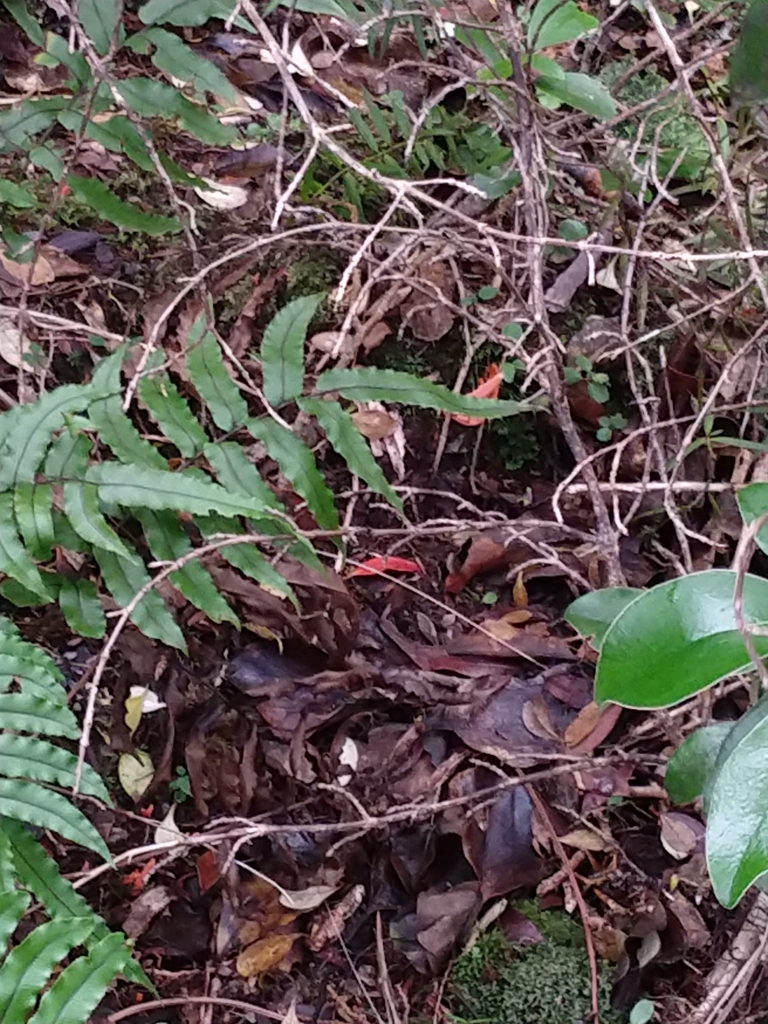 Clavulinopsis sulcata · April 2025 · photo: © felixcollins (iNaturalist, cc0)