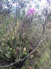 Epidendrum jamiesonis