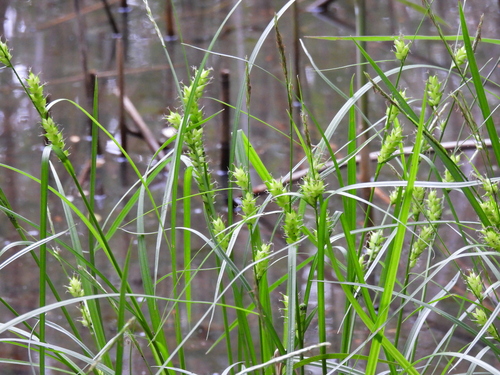 Carex idzuroei iNat (3)