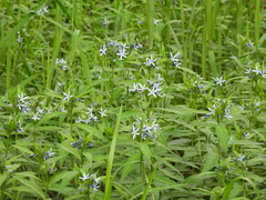 Amsonia elliptica, photograph author not stated, no rights reserved