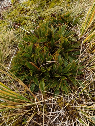 Aciphylla similis (Aciphylla similis)