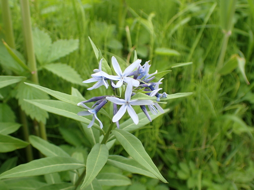 Amsonia elliptica, photograph 2