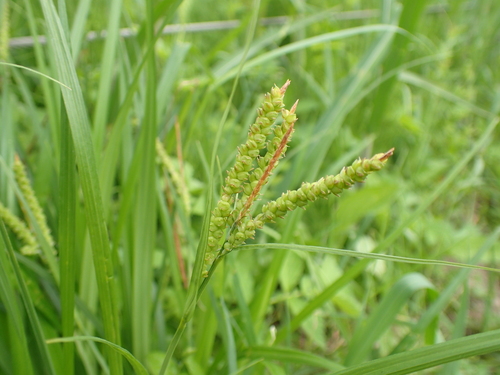 Water corymblike sedge (Carex aequialta)