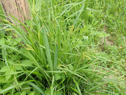 Image of Carex aequialta by no rights reserved