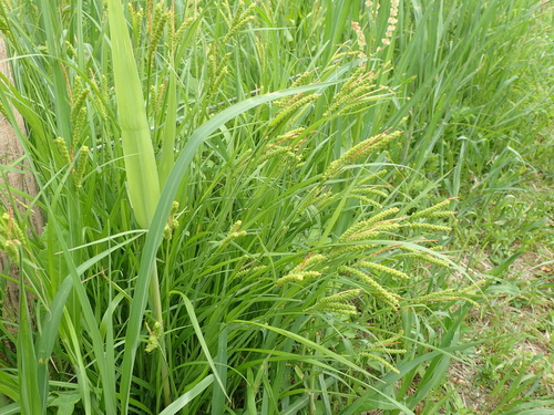Image of Carex aequialta by no rights reserved