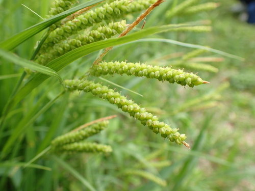Image of Carex aequialta by no rights reserved