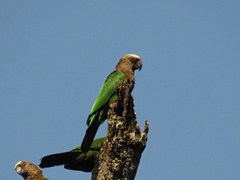 Deroptyus accipitrinus