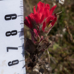 Castilleja affinis affinis