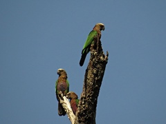 Deroptyus accipitrinus