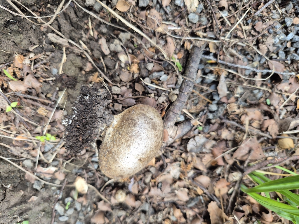 Scleroderma bovista · April 2025 · photo: © rempson (iNaturalist, cc-by)