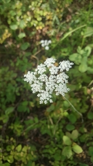 Perideridia gairdneri