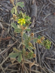 Potentilla biennis
